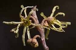 Attēlu rezultāti vaicājumam “Hamamelis virginiana bud”