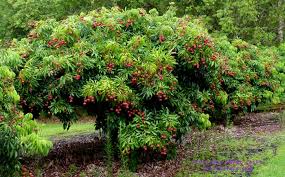 Image result for Litchi chinensis