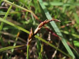 Attēlu rezultāti vaicājumam “Carex dioica male flower”
