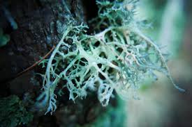 Attēlu rezultāti vaicājumam “Pseudevernia furfuracea”