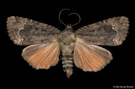 Attēlu rezultāti vaicājumam “Amphipyra”