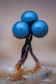 Attēlu rezultāti vaicājumam “Cribraria languescens macro”