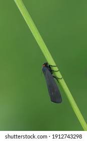 Attēlu rezultāti vaicājumam “Atolmis rubricollis”