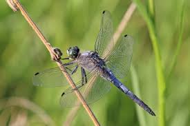 Attēlu rezultāti vaicājumam “Orthetrum cancellatum male”