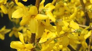 Attēlu rezultāti vaicājumam “Forsythia viridissima flower”