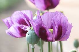 Image result for Mohn