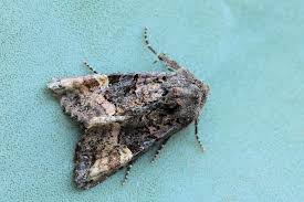 Attēlu rezultāti vaicājumam “Euplexia lucipara”