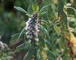 Image result for Leonurus cardiaca