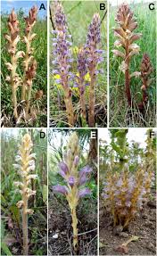 Attēlu rezultāti vaicājumam “Orobanche coerulescens flower”