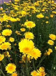 Image result for Anthemis tinctoria
