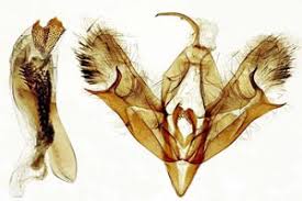 Attēlu rezultāti vaicājumam “Acronicta cuspis”