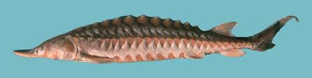 Image result for Acipenser oxyrinchus oxyrinchus