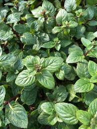 Image result for Mentha piperita