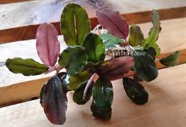 Risultati immagini per bucephalandra pinoh red stem