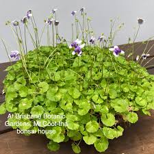 Attēlu rezultāti vaicājumam “Viola rupestris bud”