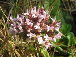 Attēlu rezultāti vaicājumam “Origanum vulgare flower”