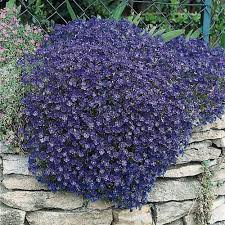 Image result for Aubrieta hybrida (cultorum)