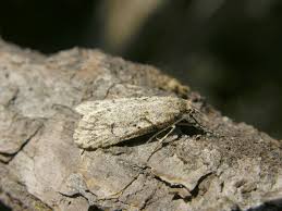 Attēlu rezultāti vaicājumam “Diurnea fagella”