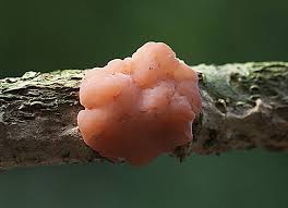 Attēlu rezultāti vaicājumam “Ombrophila violacea”