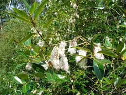 Attēlu rezultāti vaicājumam “Salix pentandra flower”