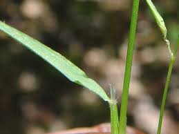 Attēlu rezultāti vaicājumam “Anthoxanthum odoratum fruit”