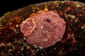 ผลการค้นหารูปภาพสำหรับ strawberry anemone