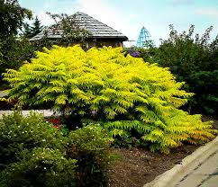 Attēlu rezultāti vaicājumam “Rhus typhina”