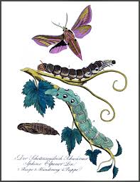 Attēlu rezultāti vaicājumam “Deilephila elpenor imago”