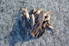 Image result for Rutilus caspicus