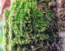 Attēlu rezultāti vaicājumam “Amblystegium serpens”