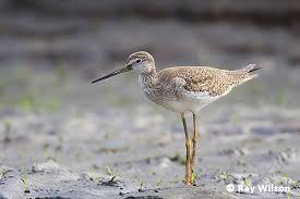 Image result for Tringa melanoleuca