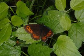 Attēlu rezultāti vaicājumam “Erebia ligea”