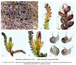 Attēlu rezultāti vaicājumam “Nowellia curvifolia”