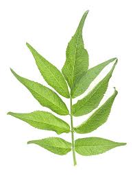 Attēlu rezultāti vaicājumam “Sambucus nigra leaf”