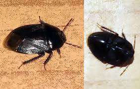 Attēlu rezultāti vaicājumam “Cydnidae”