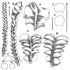Attēlu rezultāti vaicājumam “Jungermannia hyalina”