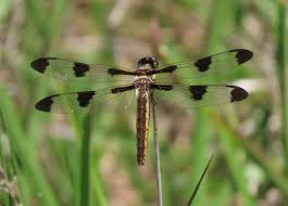 Attēlu rezultāti vaicājumam “Comatricha pulchella macro”