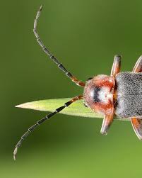 Attēlu rezultāti vaicājumam “Cantharis rustica”