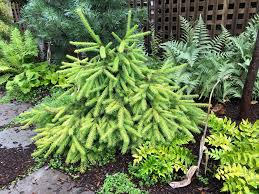 Attēlu rezultāti vaicājumam “Picea abies fruit”