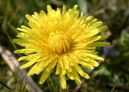 Attēlu rezultāti vaicājumam “Taraxacum officinale aggr.”