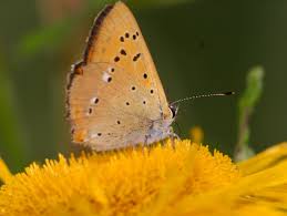 Attēlu rezultāti vaicājumam “Lycaena virgaureae female”