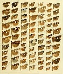 Attēlu rezultāti vaicājumam “Epinotia brunnichana”