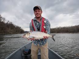 Image result for Alosa sapidissima