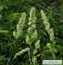 Attēlu rezultāti vaicājumam “Dactylis glomerata subsp. glomerata”