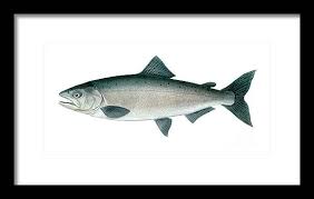Image result for Oncorhynchus tshawytscha
