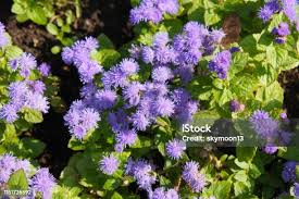 Image result for Ageratum mexicanum