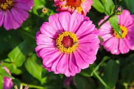 Image result for Zinnia violacea