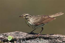 Image result for Seiurus noveboracensis