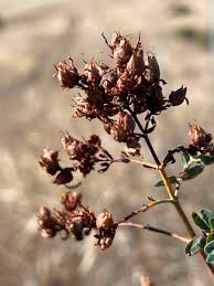 Attēlu rezultāti vaicājumam “Hypericum perforatum bud”