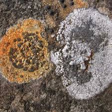 Attēlu rezultāti vaicājumam “Porpidia macrocarpa”